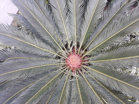 Exotic and giant plant with differentiated coreの写真素材