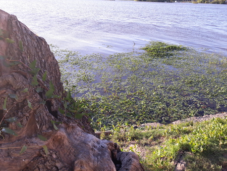 Beautiful scenery filled with nature, river, plants and treesの写真素材