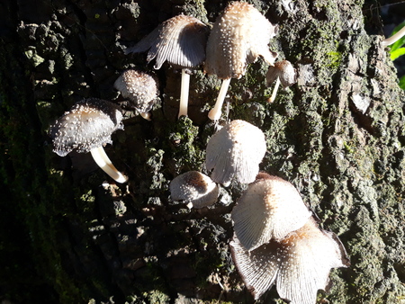 many small mushrooms on the trunk of a treeの写真素材