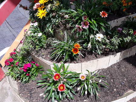 mini garden with colorful flowersの写真素材