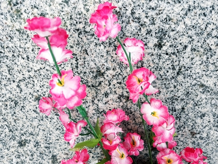 colorful and very cheerful flowers, small pink flowersの写真素材