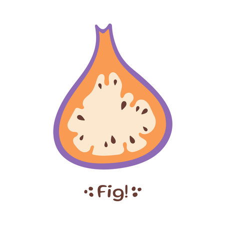 Cut Figs Fruit illustration. Fig icon. Organic vitamins and healthy nutrition. Flat design. Vectorのイラスト素材