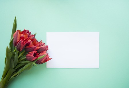 Beautiful color tulips bouquet on turquoise bakground with space for your text.