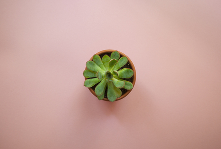 Top view of beautiful everegreen echeveria succulent on pastel pink background with text space.の写真素材