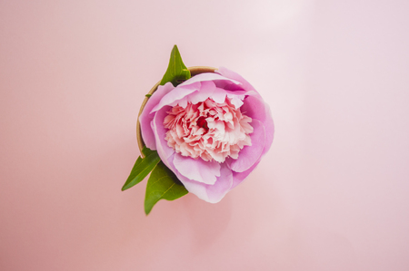 Top view of a beautiful pastel pink peony on patel pink background.の写真素材