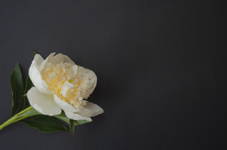 Top view of a beautiful white peony on contrast black background with text space.の写真素材