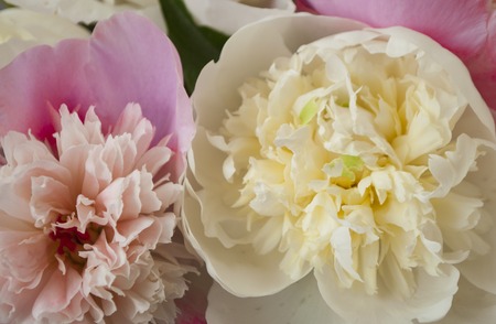 Close up of beautiful pastel pink and white peonies on pink background. Top view.の写真素材