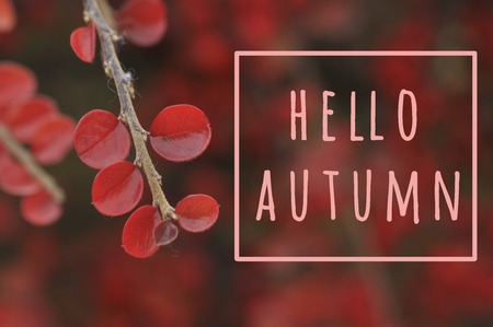 Autumn greeting card. Cotoneaster red leaves on red blurred background with lautumn greeting.の写真素材