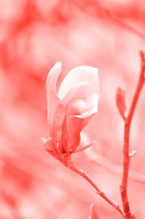Beautiful pink spring flower of magnolia on a tree branch. Color of 2019.の写真素材