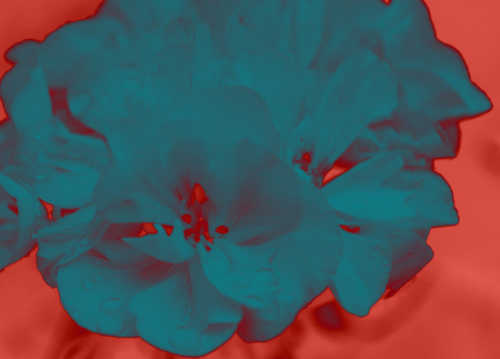 Close up of beautiful geranium flower in surrealistic colors.の写真素材