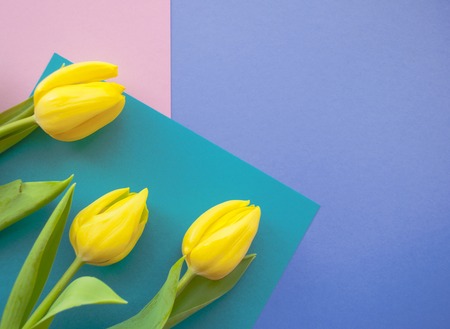 Flat lay of tulips bouquet on purple, blue and pastel pink background with copyspace. Flat lay...