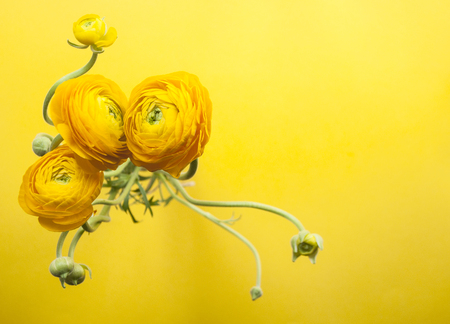 Bouquet of beautiful fresh yellow color ranunculus on yellow background with copyspace.