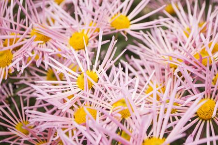 Blurred floral background. Beautiful pink chrysanthemums in a botanical garden.の写真素材