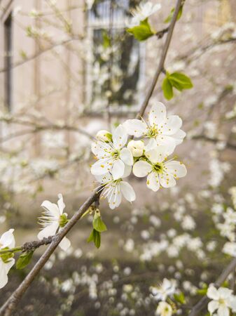 Close up of beautiful white spring flowers on a branch wih fresh new green leaves.の写真素材