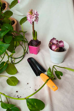 Home gardening. Tools for watering and transplanting of house plants. Hyacinthus planting.