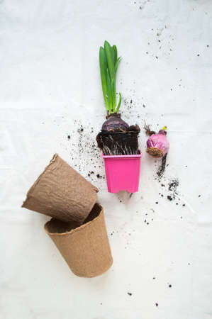 Home gardening. Flat lay of houseplants transplanting.