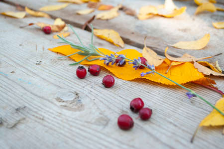 Golden autummn leaves and red ripe berries on rustic wooden background.の写真素材