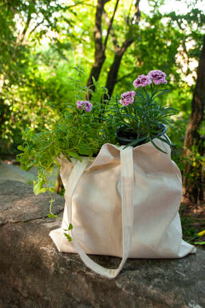 Textile shopping bag full with home plants in a beautiful green garden on a sunny day.の写真素材