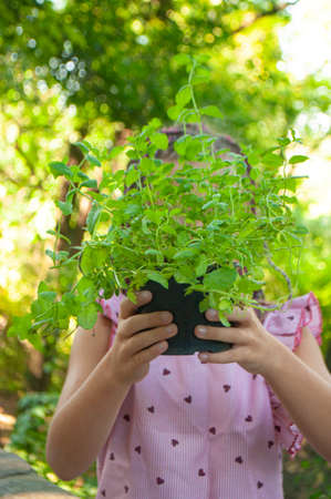 A little girl is hiding her face behind the lush bush of a houseplant in a pot.の写真素材