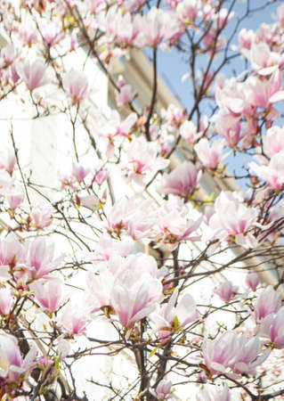 Blooming white tulip magnolia flowers on a spring sunny day.の写真素材