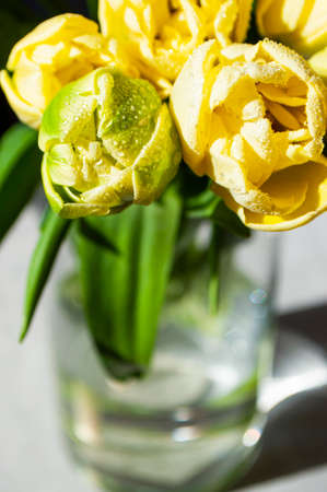 A bouquet of beautiful yellow tulips with dew drops in a glass vase.