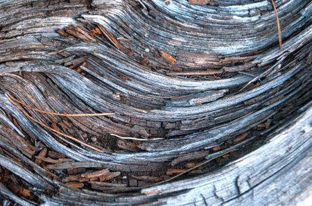 Closeup texture of tree bark. Pattern of natural tree bark background.