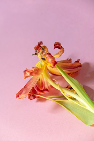 A single dry tulip on a pink color background. Tedrer delicate beauty of a dry flower.の写真素材