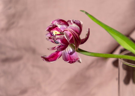 Dry pink tulip in a glass vase on a beige color background.の写真素材