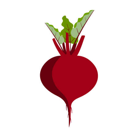 Red root vegetable with green leaves. Beetroot illustration
