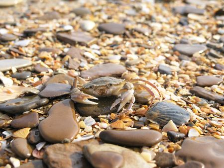 Crab on wet stonesの写真素材