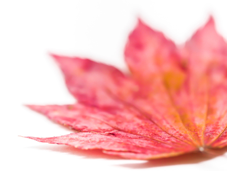 Closeup of red dried maple isolated on white background.の写真素材