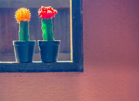 Cross process tone of cactus flower pots on the window frameの写真素材