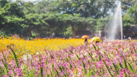 Flowers with blurry people, fountain and tree in the park.の写真素材