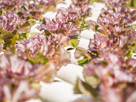 Red lettuce in hydroponics farm