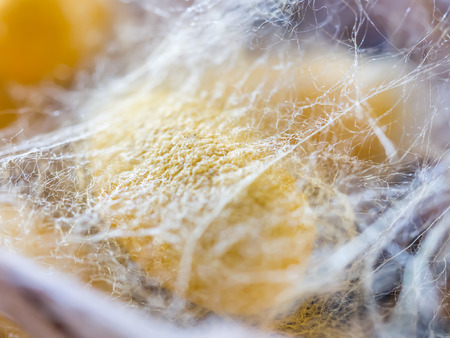 Life cycle of silkworm. Closeup of cocoon stage.の写真素材