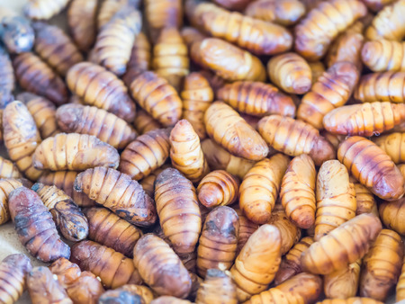Life cycle of silkworm. Pattern of caterpillars.の写真素材