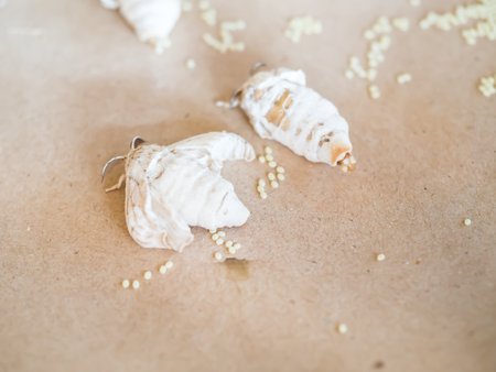 Life cycle of silkworm. Closeup of butterfly and eggs stage.の写真素材