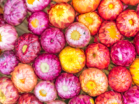 Abstract and closeup of straw flowers pattern.の写真素材