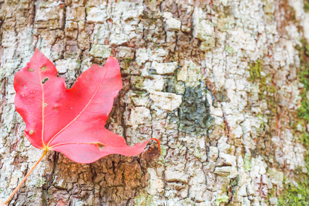 Closeup of red maple on tree texture background.の写真素材