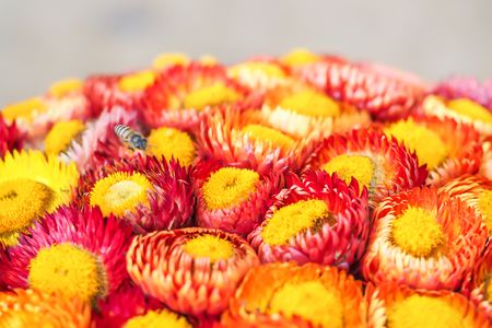 Abstract and closeup of straw flowers pattern.の写真素材