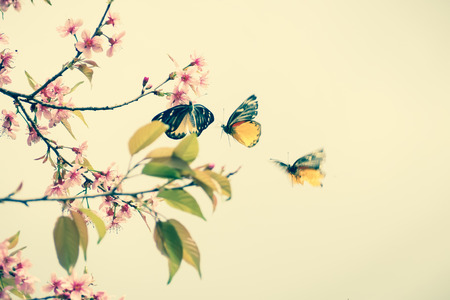 Vintage tone of branches of pink cherry blossom and butterfly.の写真素材