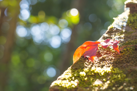 Closeup of red maple leaves on wooden roof.の写真素材