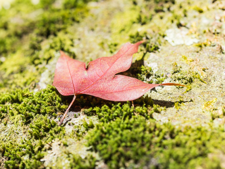 Closeup of red maple leaf on rock and mos.
