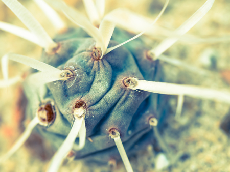 Cross process tone.Closeup of cactus.の写真素材