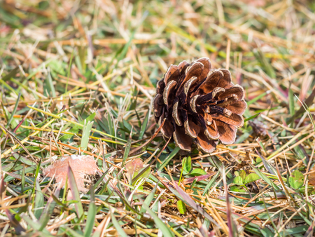 Pine cone on the glass