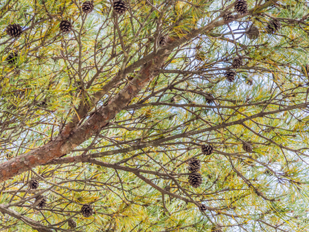 Pine cones are the reproductive organs of pine trees.