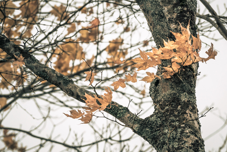 Vintage tone of nature. Black tree and dry brown leaves.