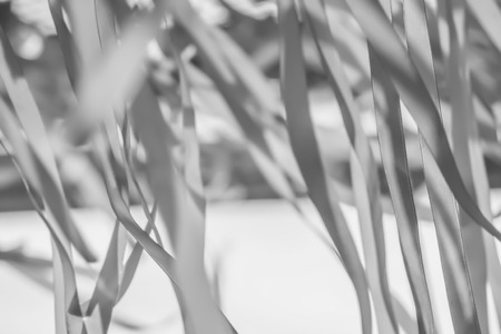 Abstract black and white motion blur of ribbon background.の写真素材