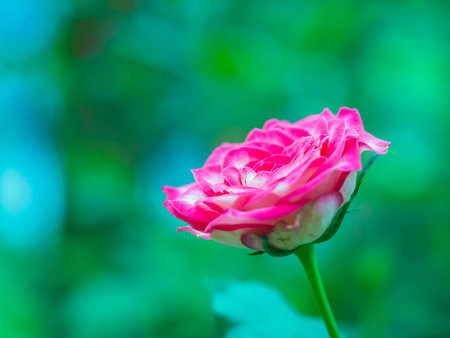 Closeup blooming pink rose with blurry garden background.の写真素材
