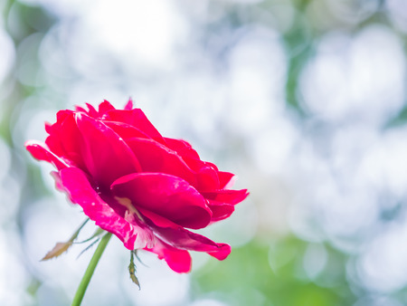 Closeup of red bloom rose with blurry bokeh background.の写真素材